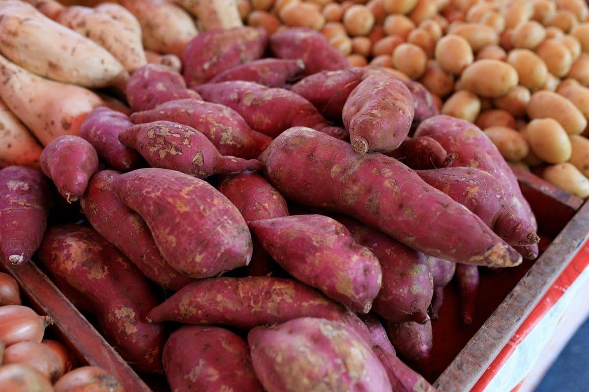 Sweet Potato