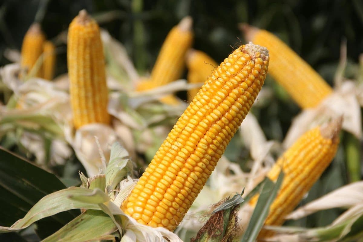 Corn