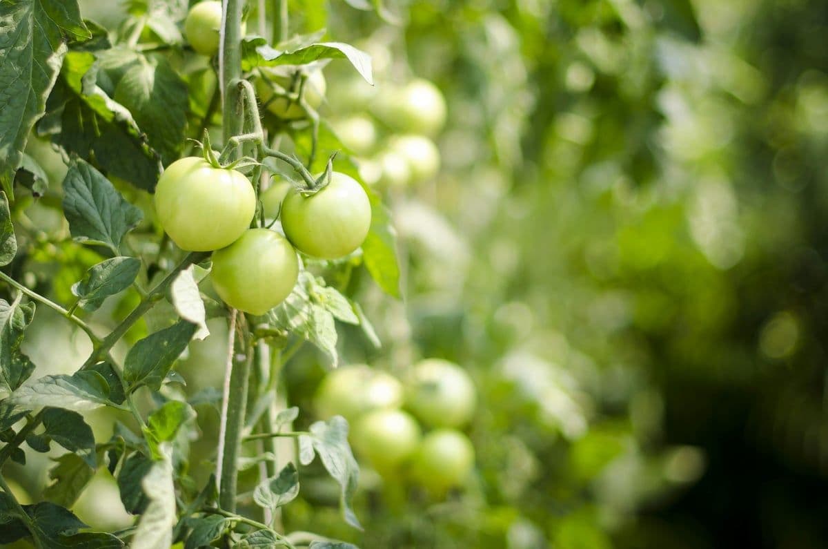 Tomato